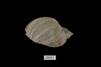 藏品(桃羅螺)的圖片